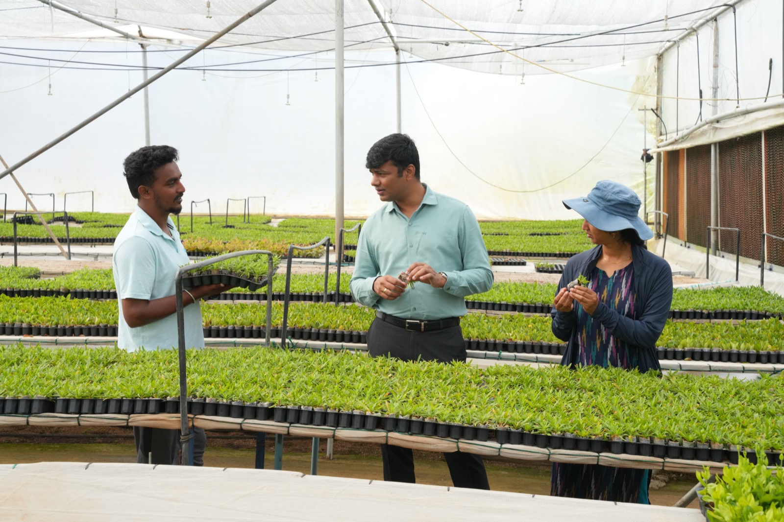 Greenhouse Plants