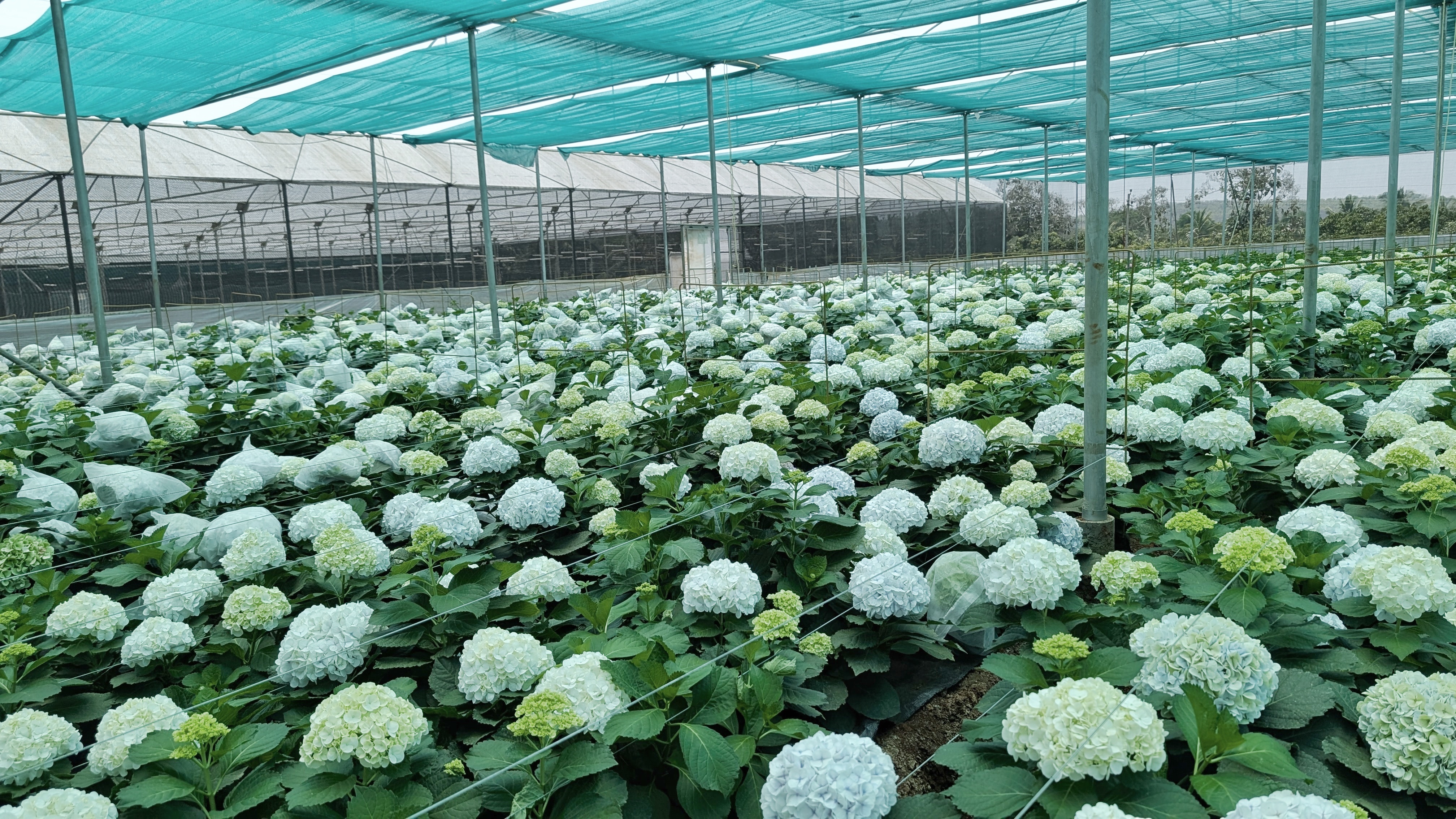 Life at Sri Flora Farm